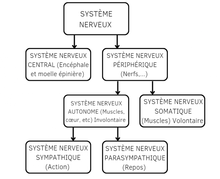 cohérence cardiaque