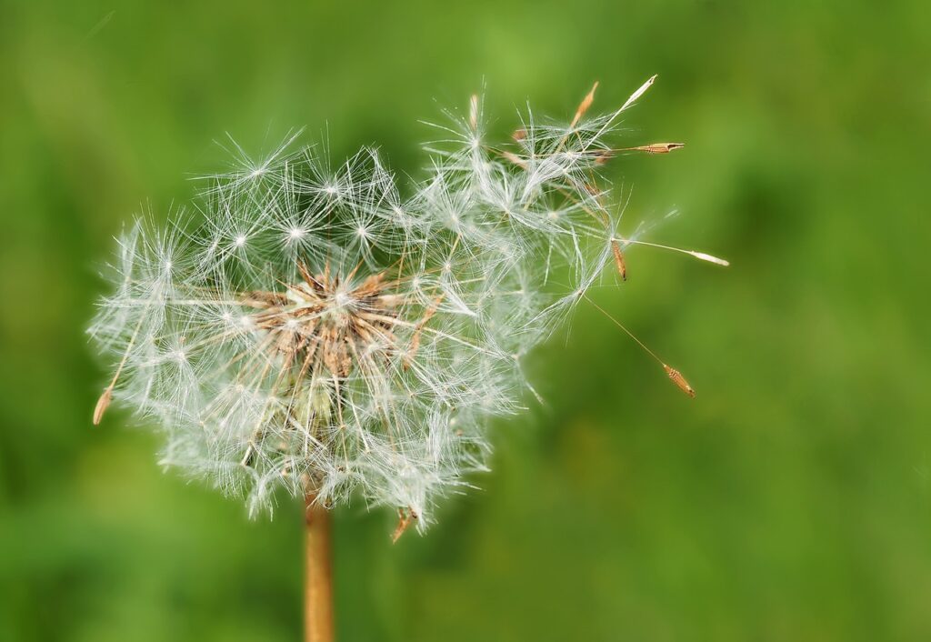 dandelion, runaway, cow flower-1335575.jpg